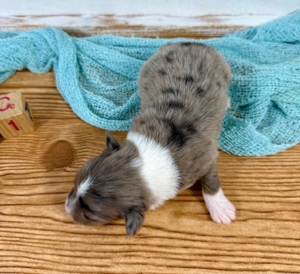 Blue Merle - RM1