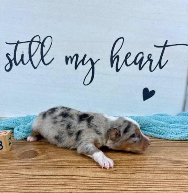 Blue Merle - RM3 - Image 3