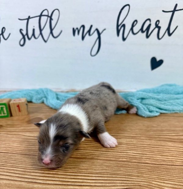 Blue Merle - RM1 - Image 3